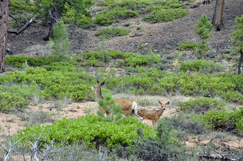 deer in Bryce Canyon